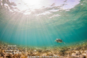 "Turtle In The Sunlight"
A turtle glides over the reef u... by Susannah H. Snowden-Smith 